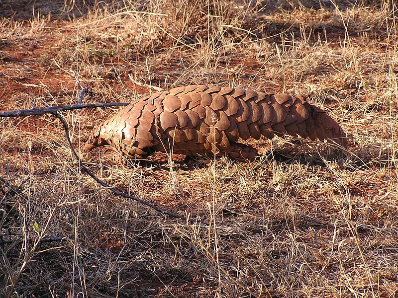 Un pangolin